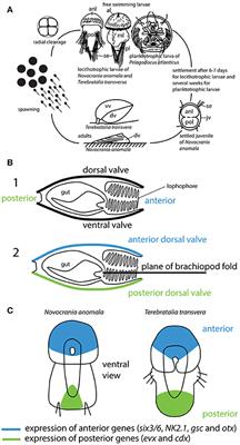 Gene Expression Patterns in Brachiopod Larvae Refute the “Brachiopod-Fold” Hypothesis
